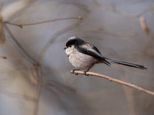 Sébastien Crego mésange à longue queue orite passereau