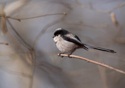 Sébastien Crego mésange à longue queue orite passereau