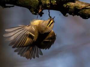 Sébastien Crego roitelet huppé passereau