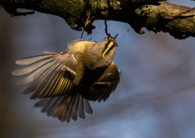 Sébastien Crego roitelet huppé passereau