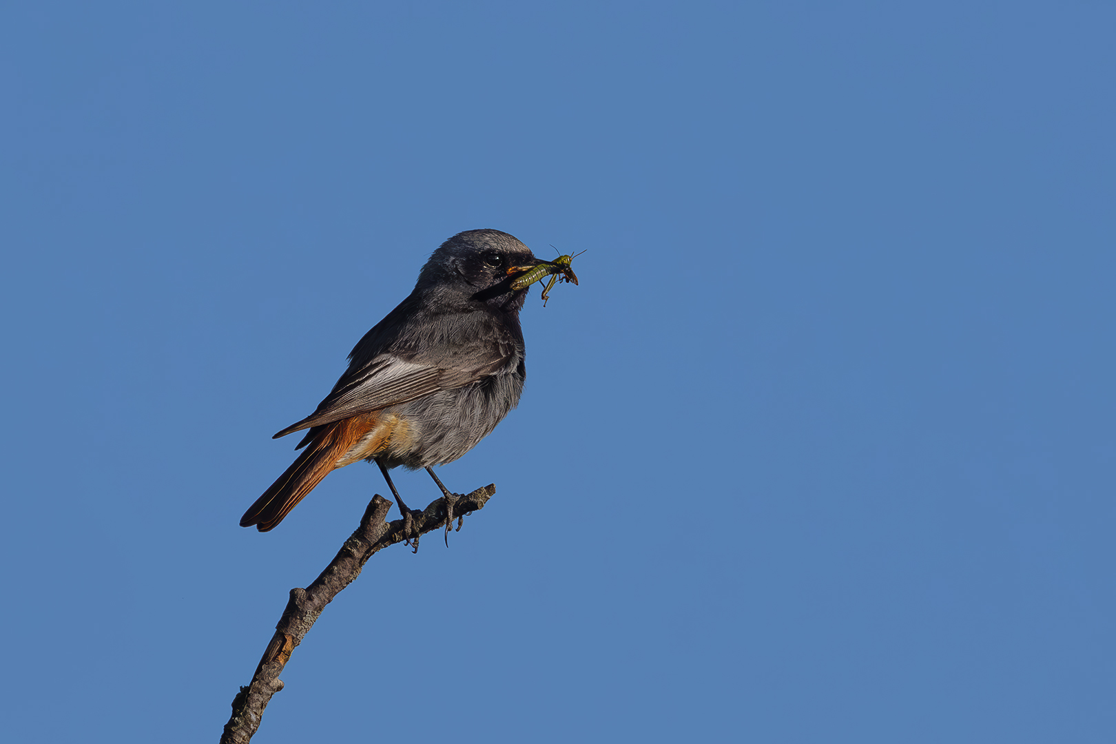 Sébastien Crego rougequeue noir mâle adulte