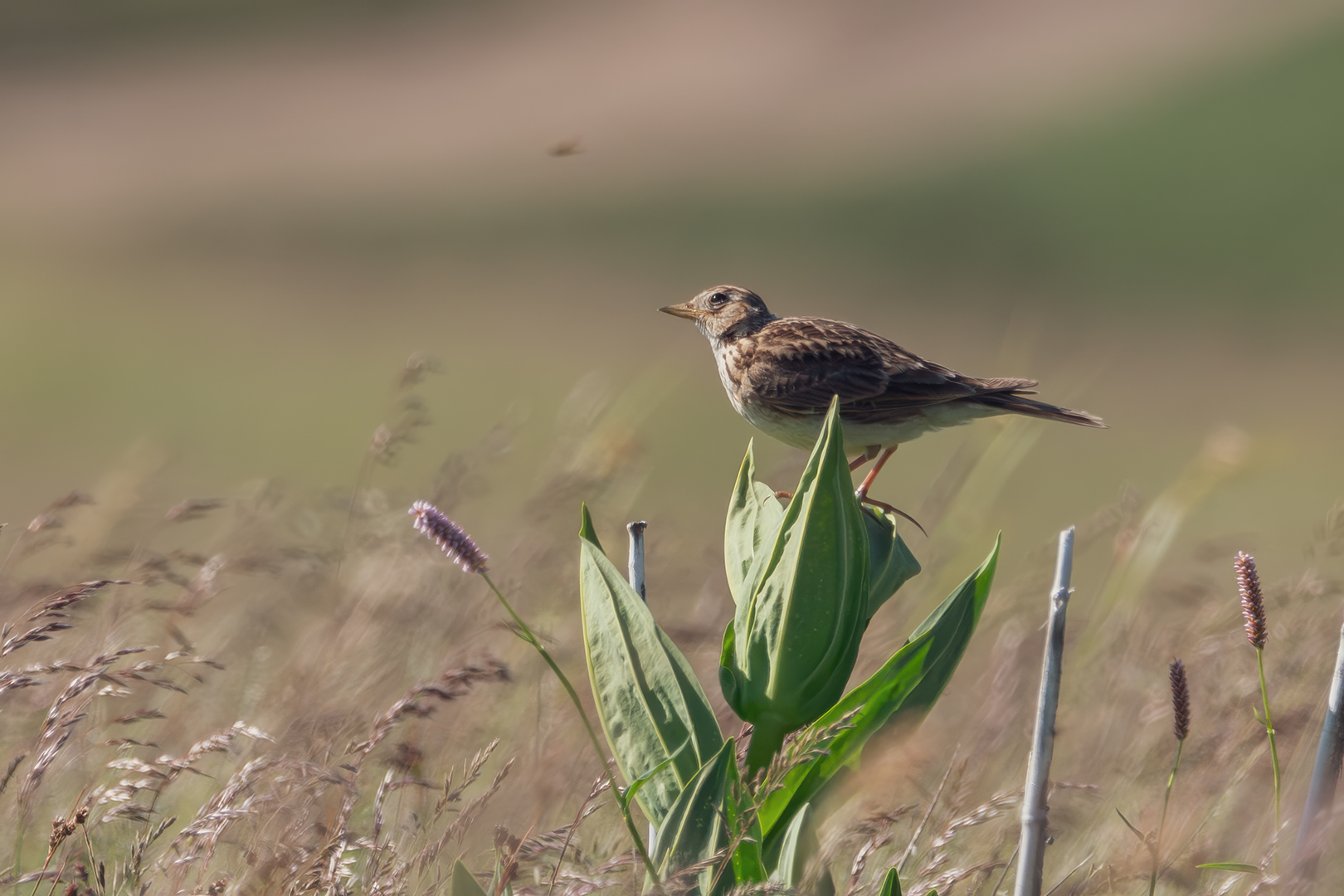 Sébastien Crego alouette des champs