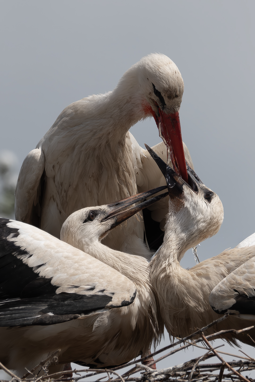 Sébastien Crego cigogne blanche nourrissage adulte et oisillons