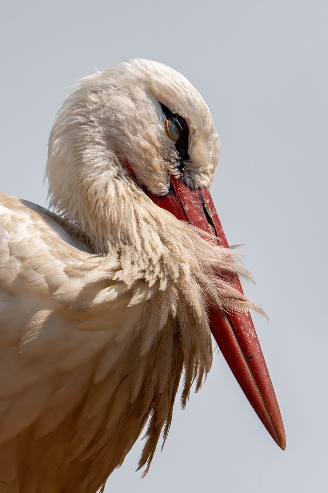 Sébastien Crego cigogne blanche portrait adulte