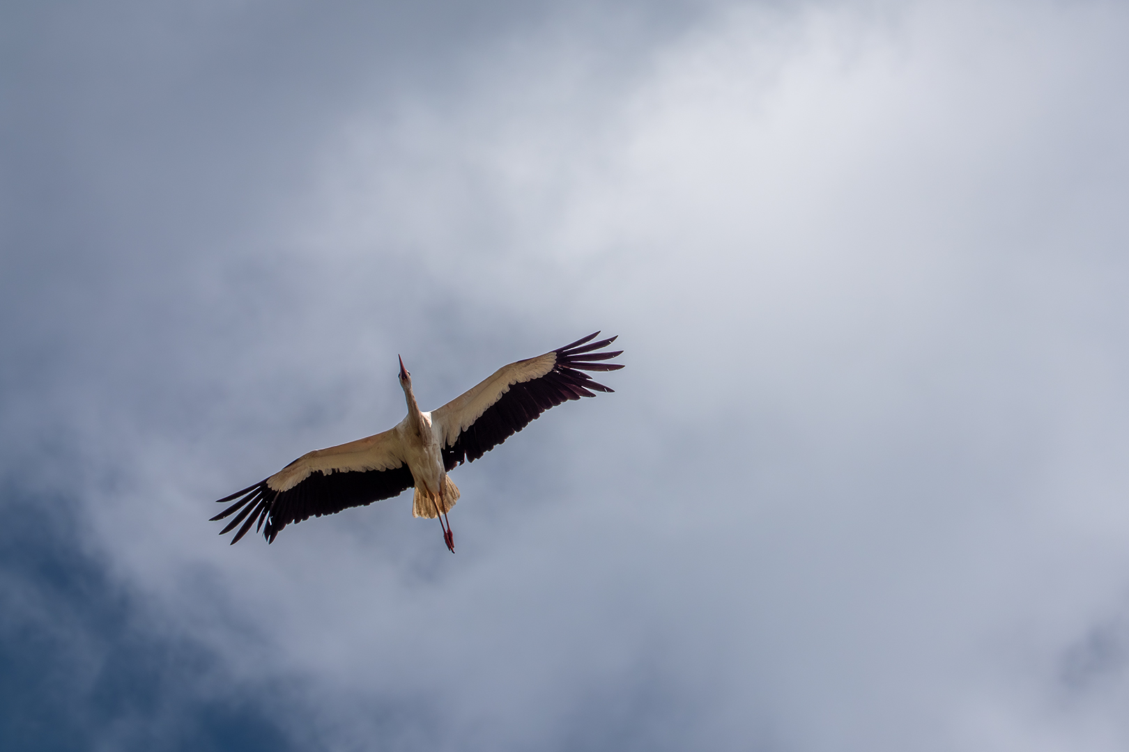 Sébastien Crego cigogne blanche vol adulte