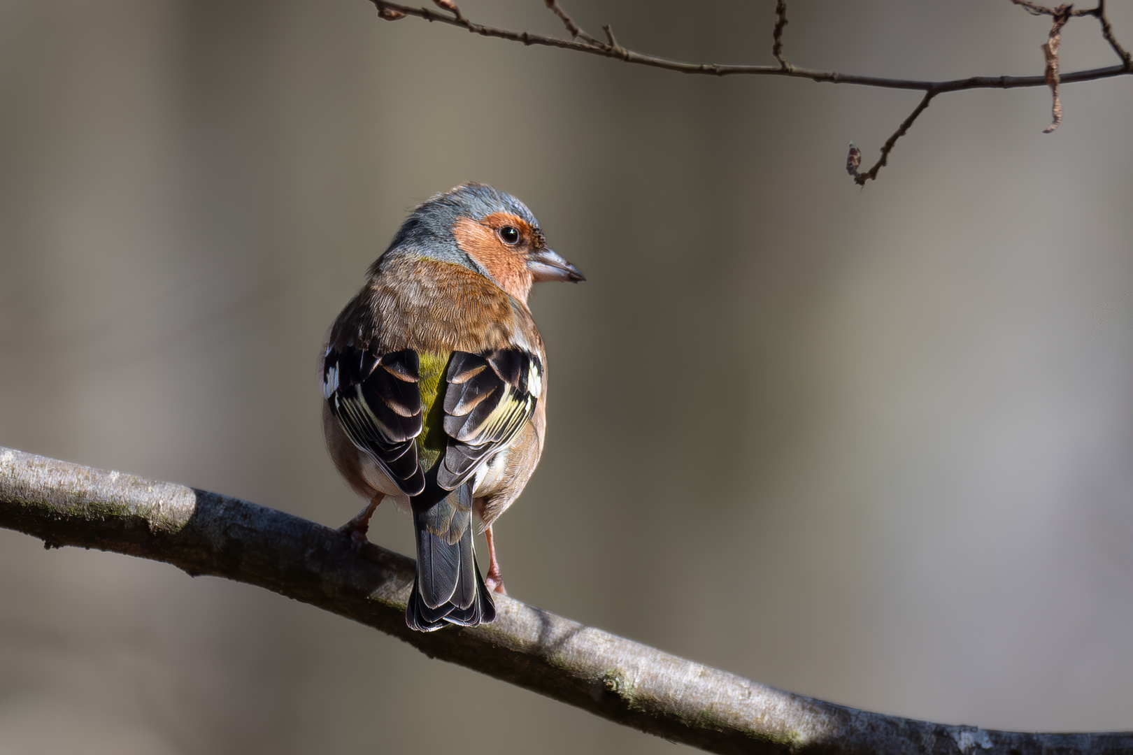 Sébastien Crego pinson des arbres mâle adulte