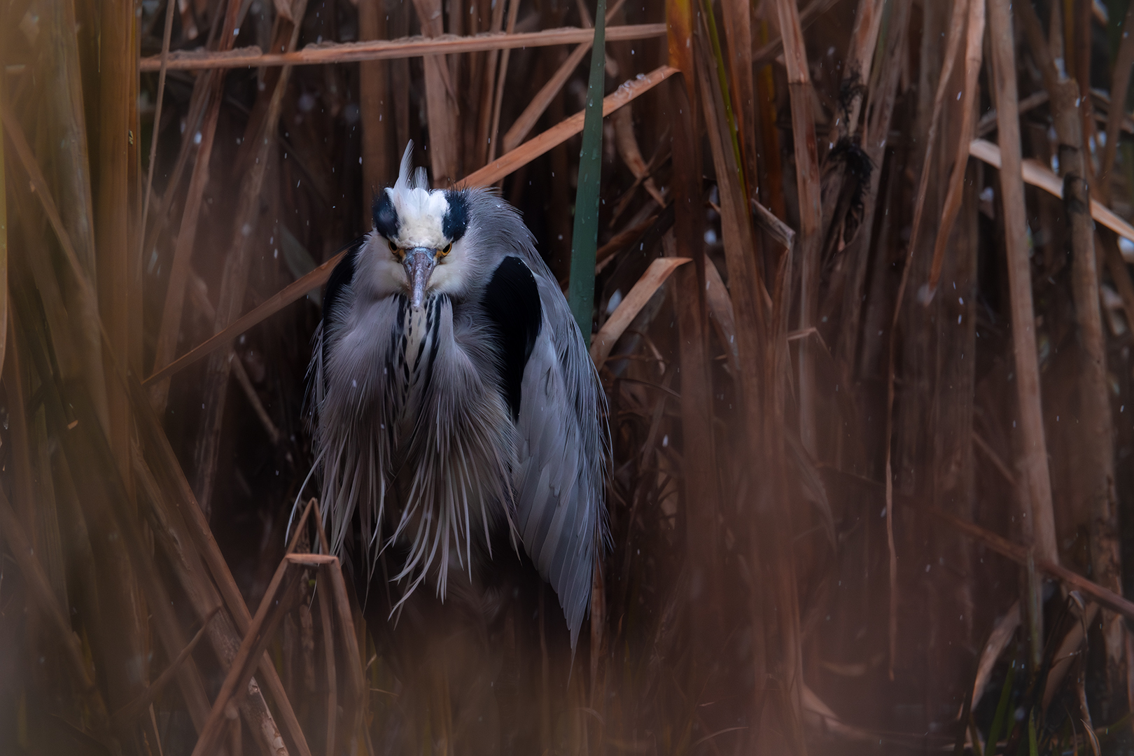 Sébastien Crego héron cendré neige