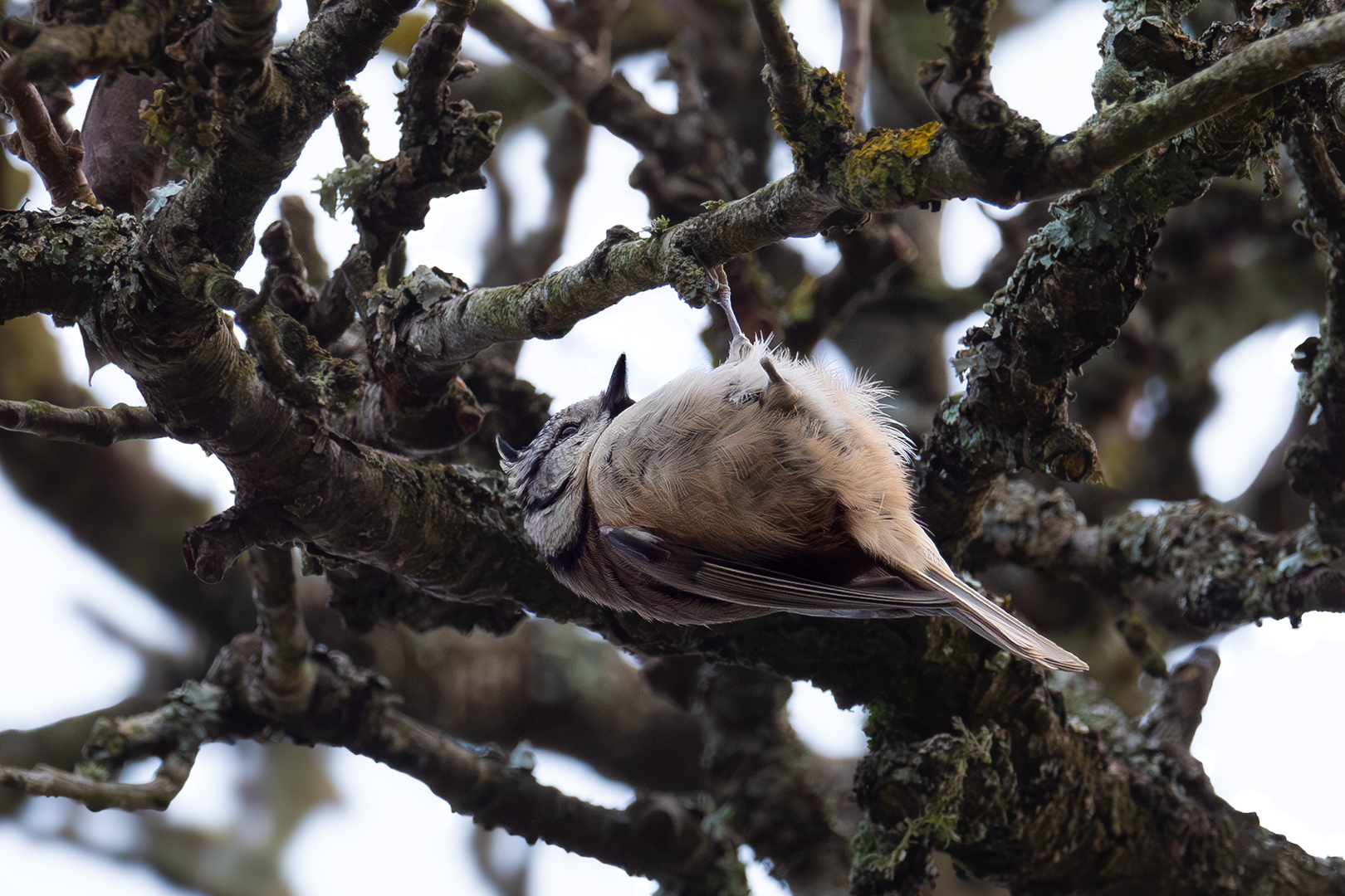 Sébastien Crego mésange huppée handicap