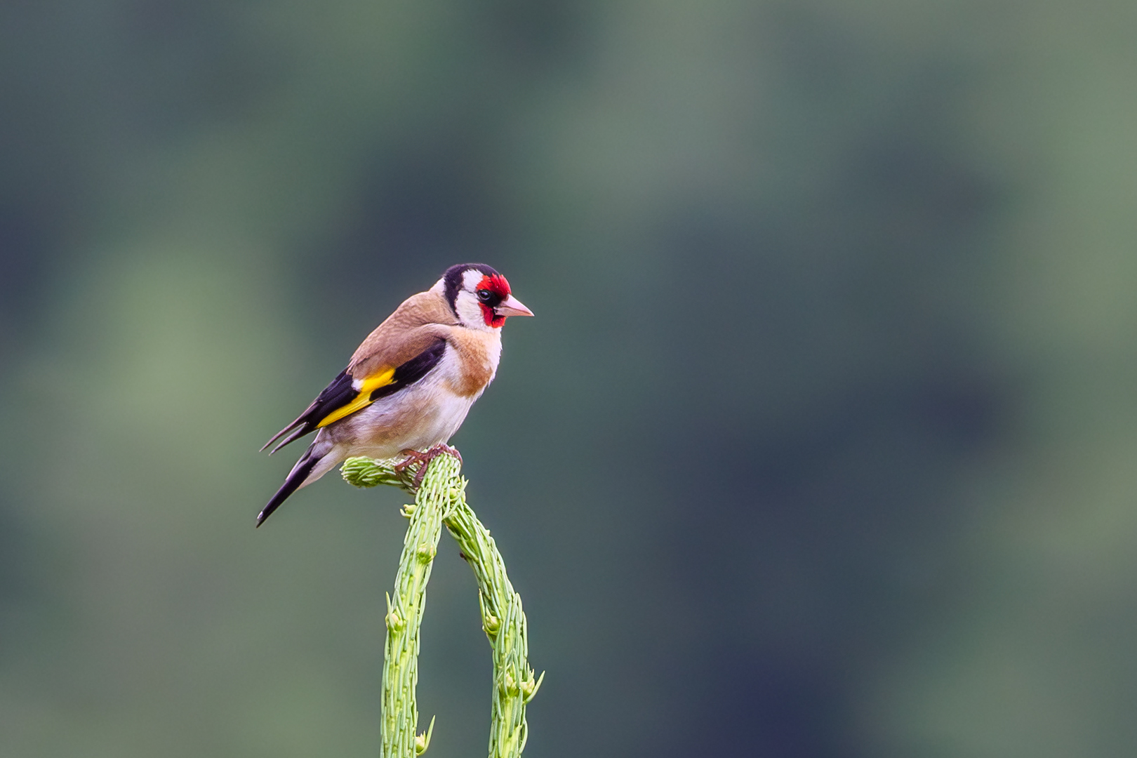Sébastien Crego chardonneret élégant