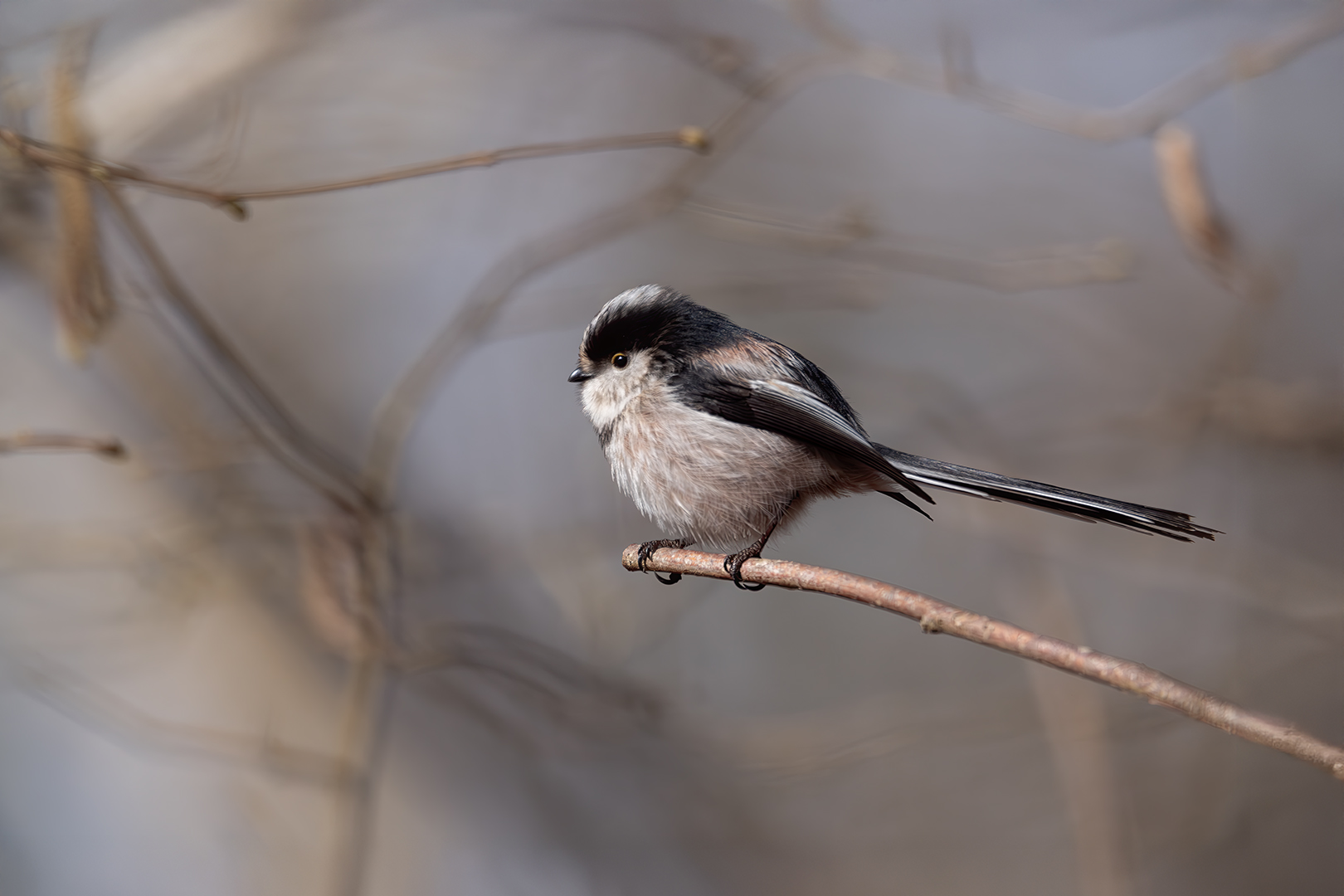 Sébastien Crego mésange à longue queue orite passereau