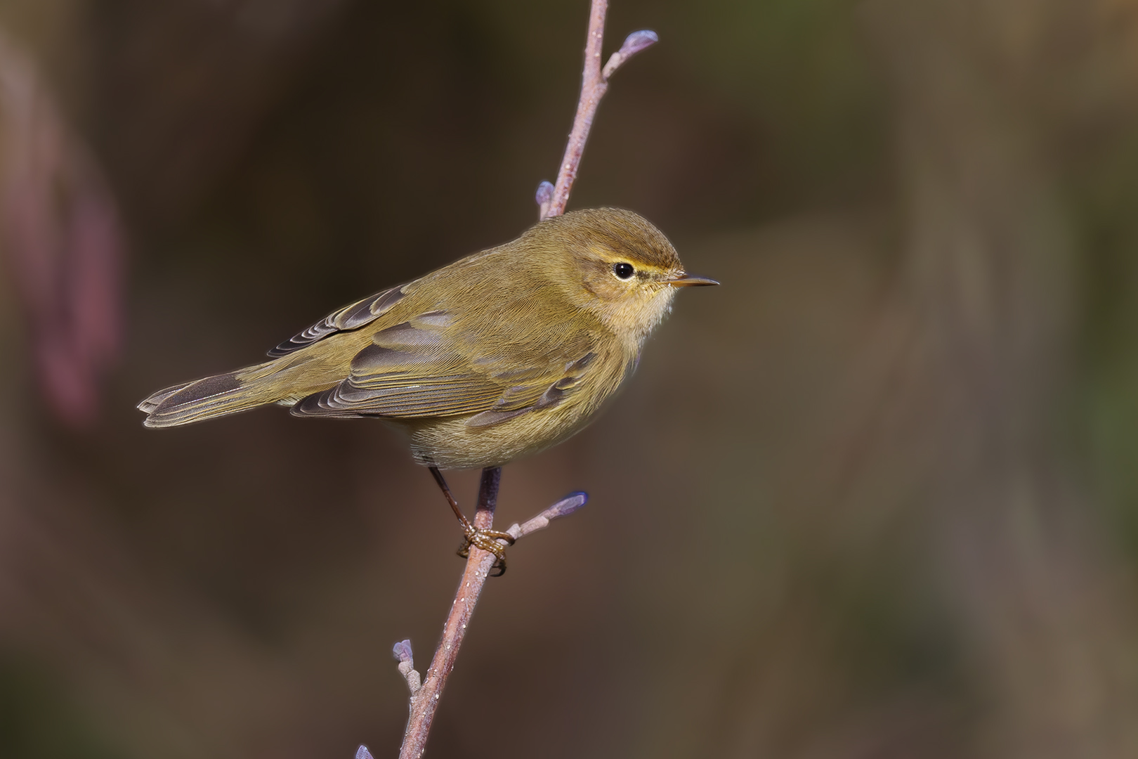 Sébastien Crego pouillot véloce passereau