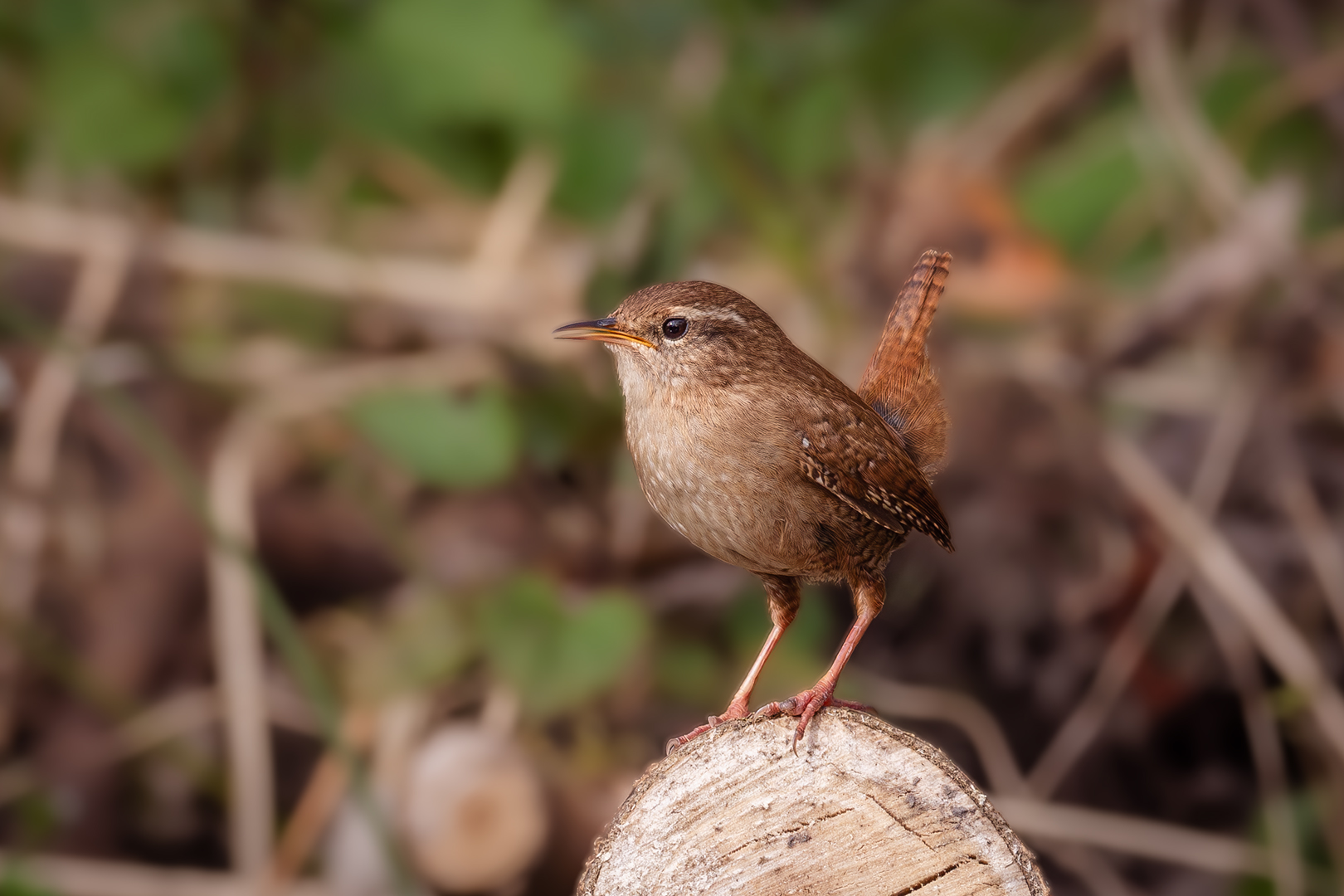 Sébastien Crego troglodyte mignon passereau perché