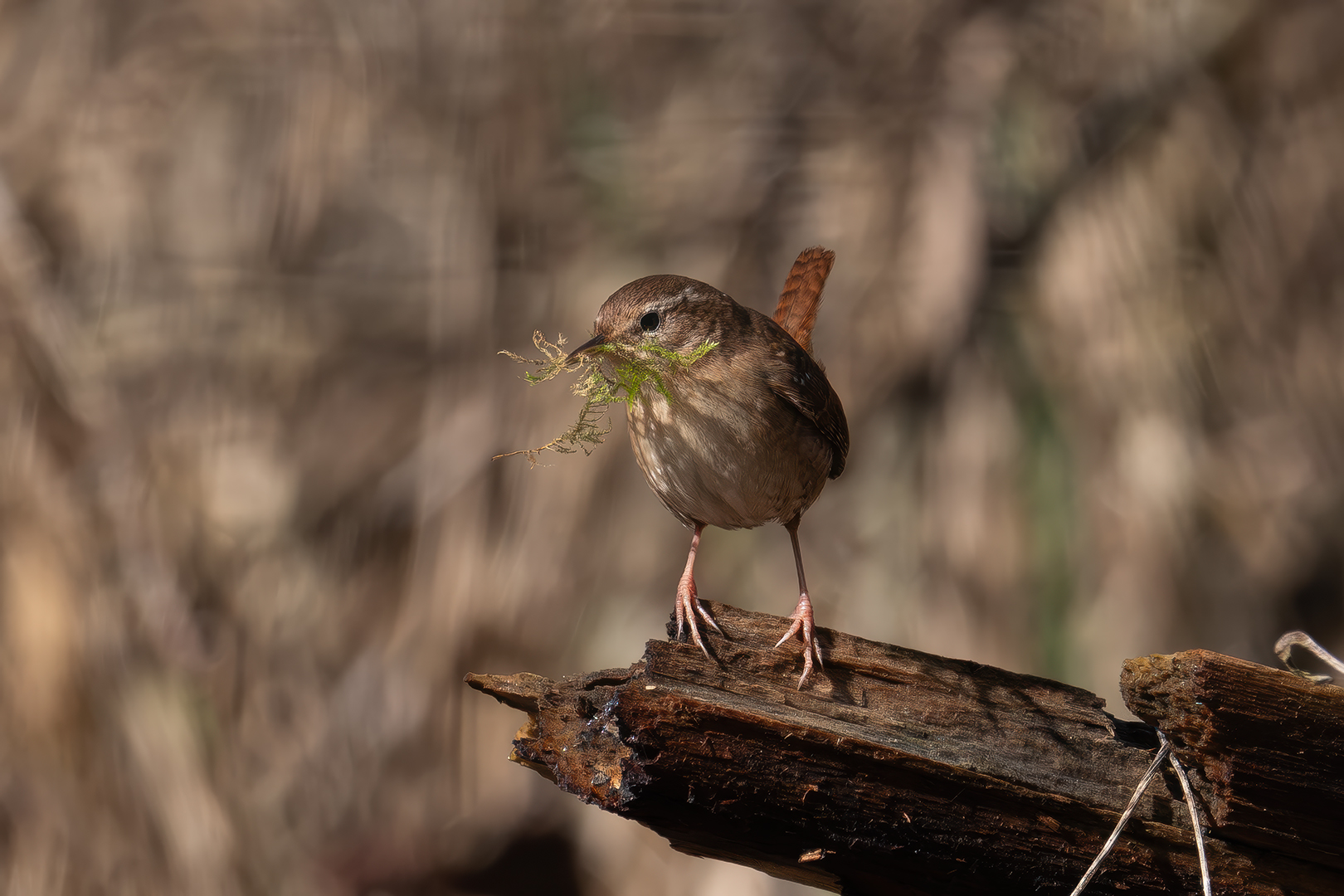 Sébastien Crego troglodyte mignon passereau nidification