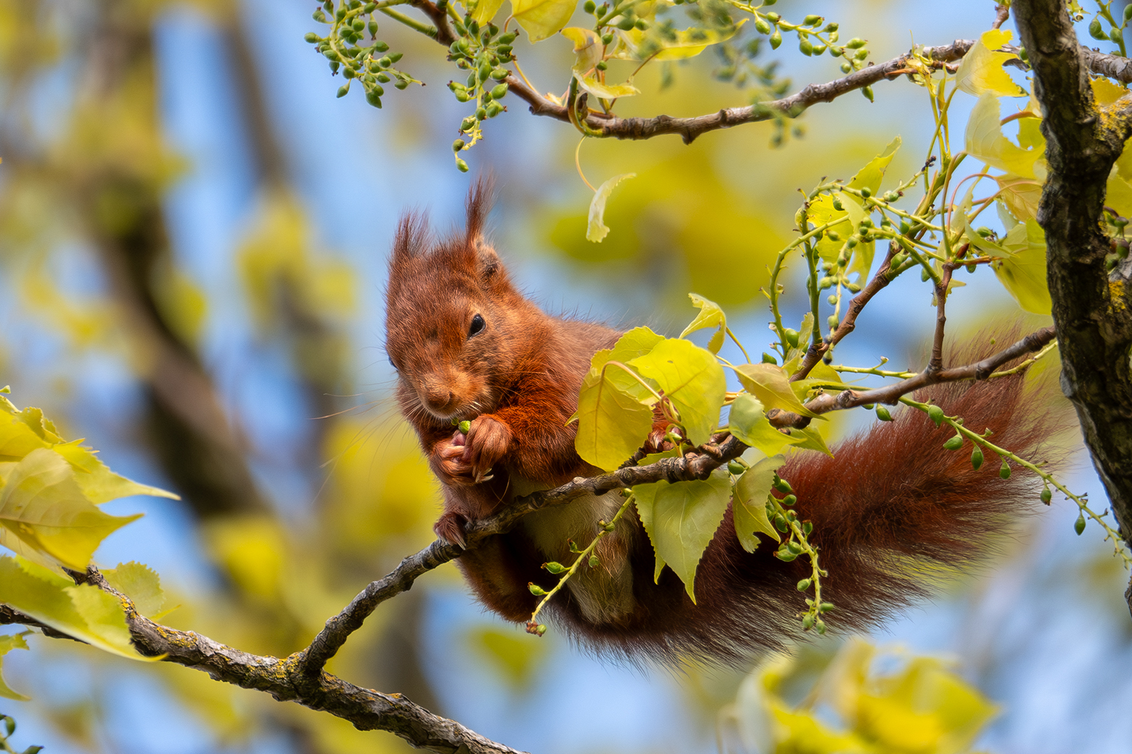 Sébastien Crego écureuil roux repas bourgeon