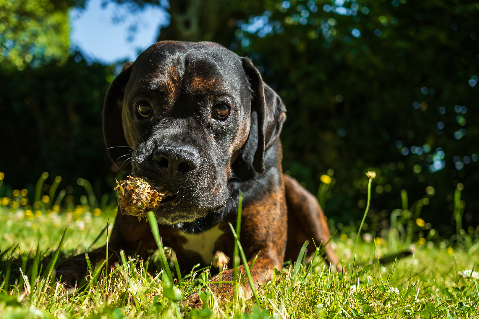 Sébastien Crego boxer chien whisky