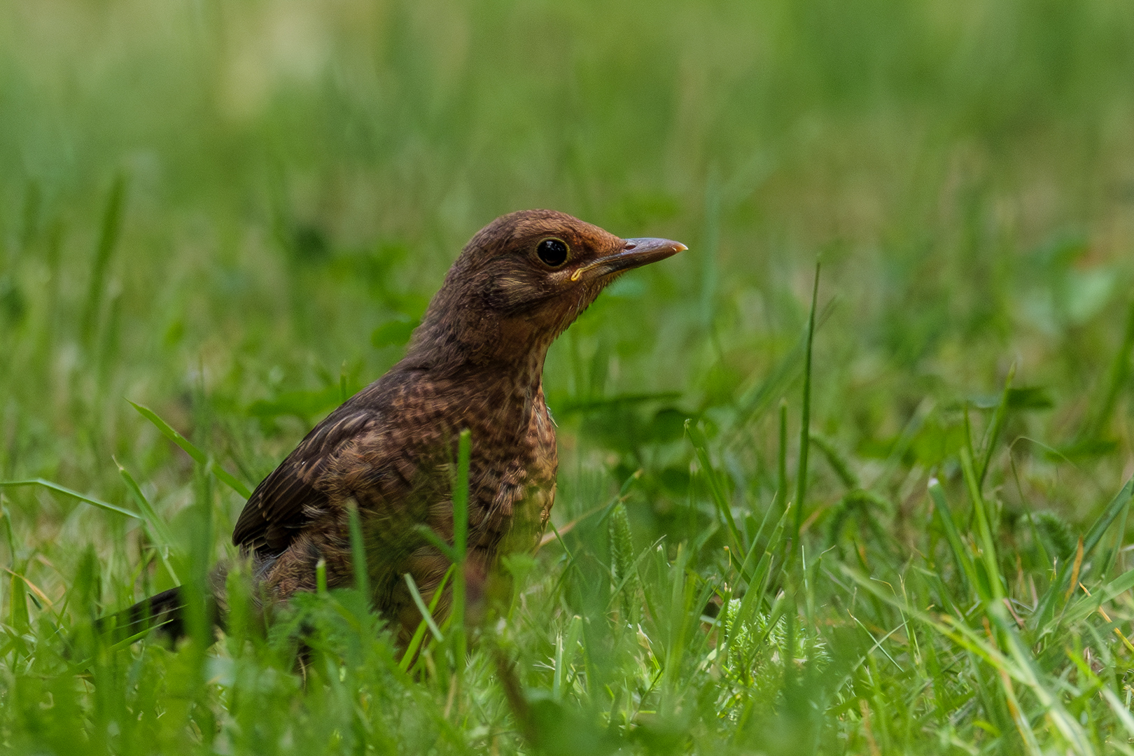Sébastien Crego merle noir juvénile oiseau