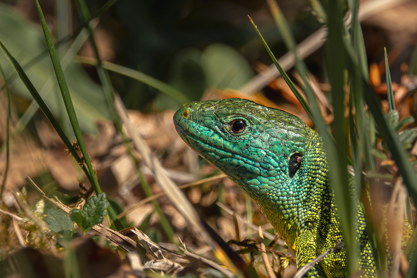 Sébastien Crego lézard vert occidental reptile