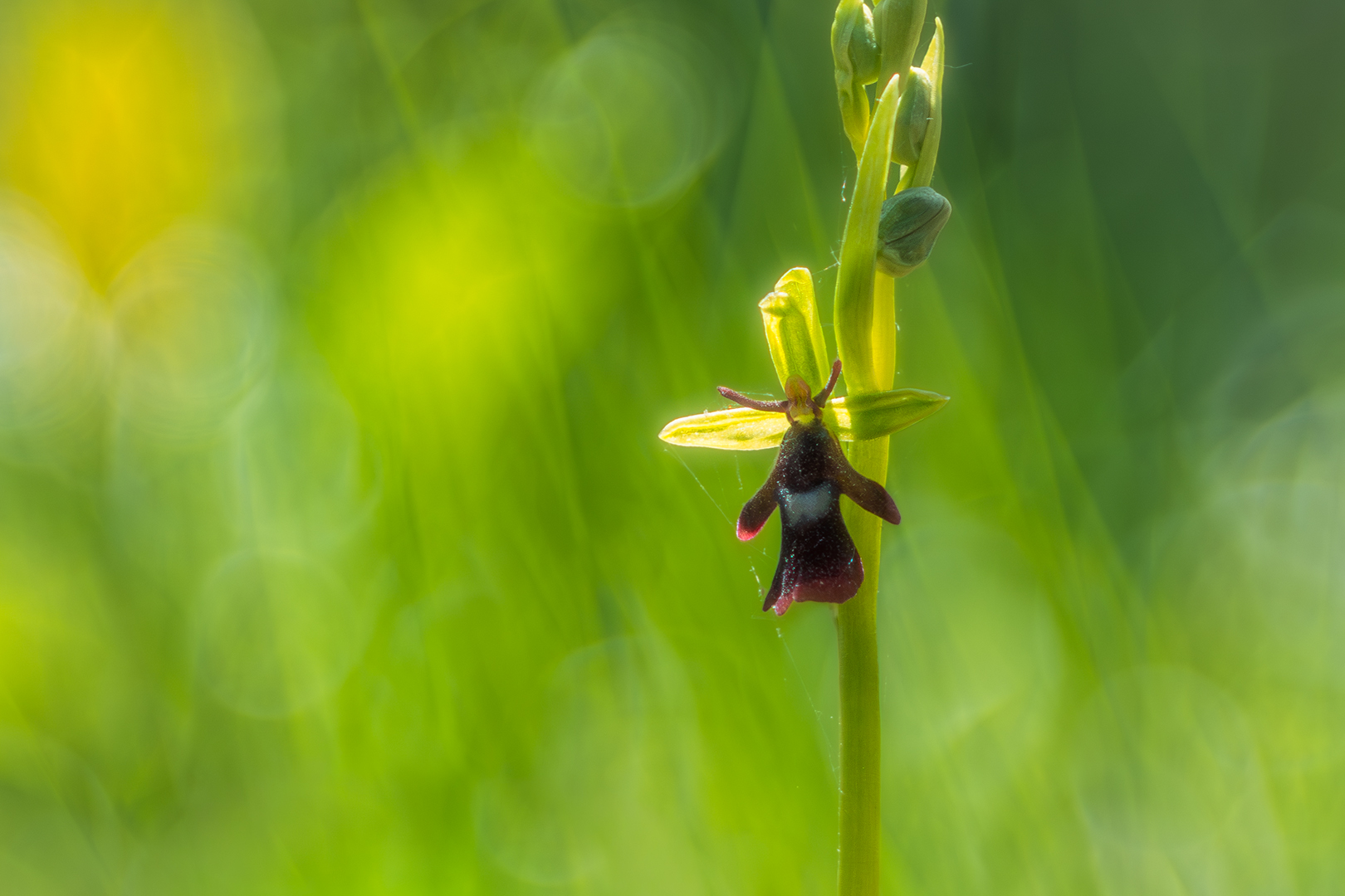 Sébastien Crego orphys mouche fleur orchidée sauvage