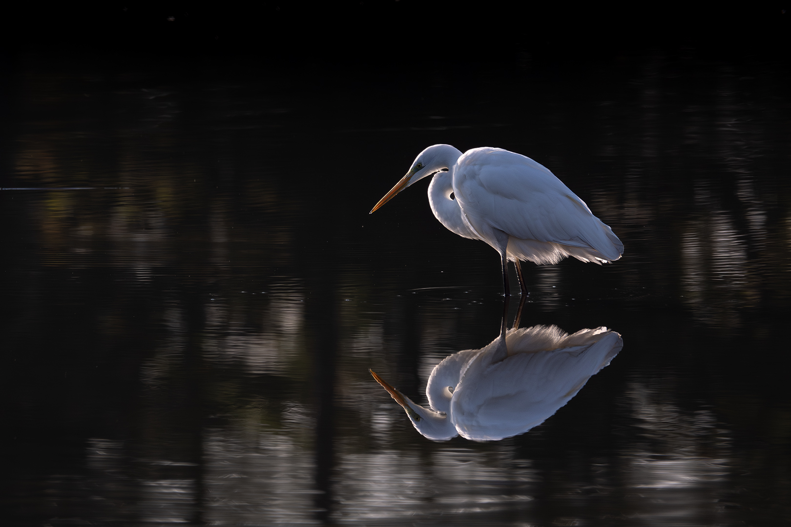 Sébastien Crego grande aigrette contre-jour échassier oiseau